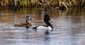 pair of ducks in wisconsin pond